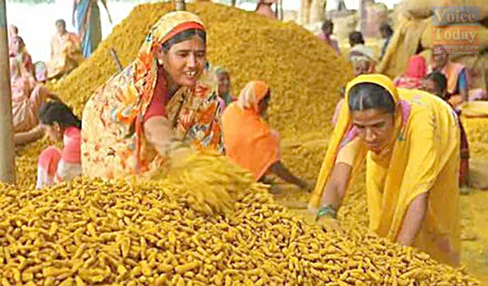 Mahardsha for turmeric farmers