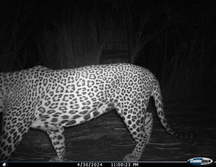 A trapped leopard