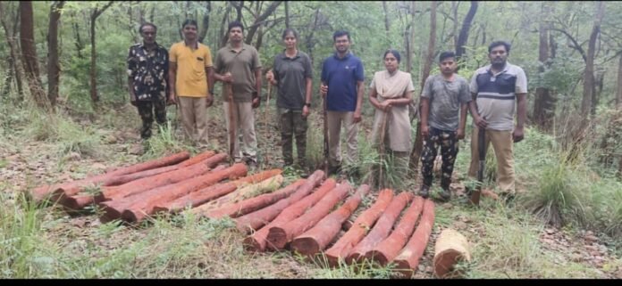 Seized red sandalwood logs