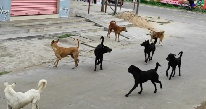 The menace of stray dogs is increasing day by day