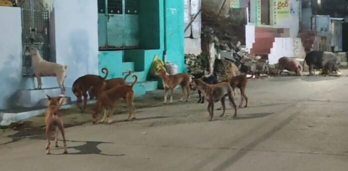 Whammo….Bhau..Bhau…