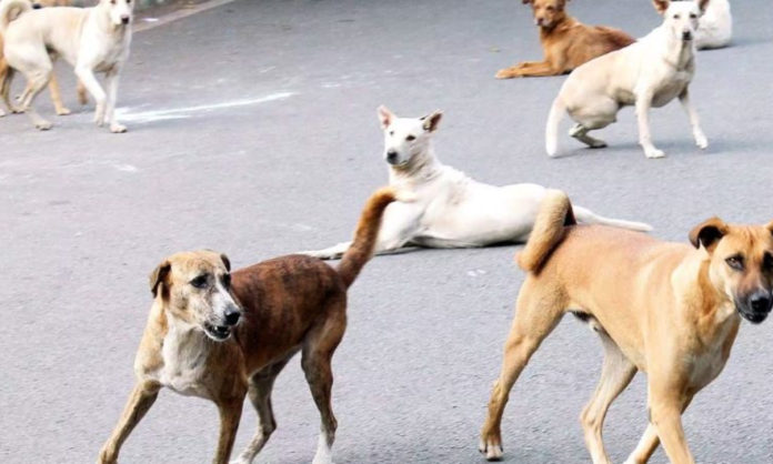Dog nuisance in Rayachoti