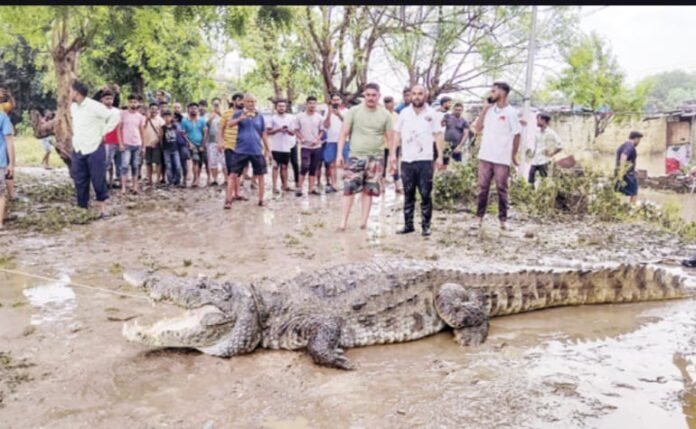 Crocodiles on houses in model state..!!!