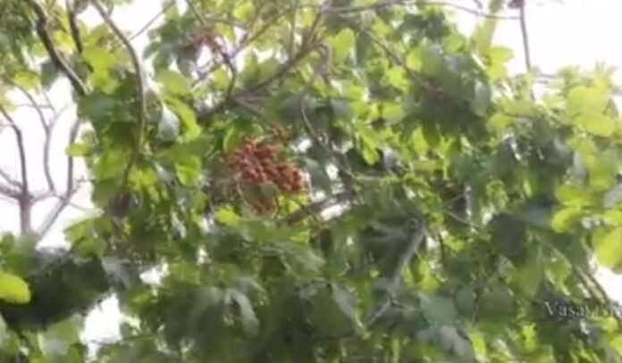 Lakhs of income from saffron cultivation