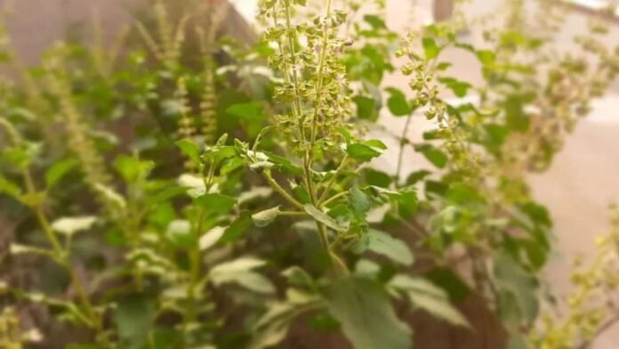 Don't put a Tulsi plant here by mistake.. Don't put a Tulsi plant here by mistake..