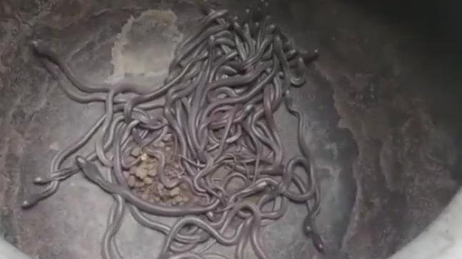 100 snakes in one house in Gampalagudem 100 snakes in one house in Gampalagudem