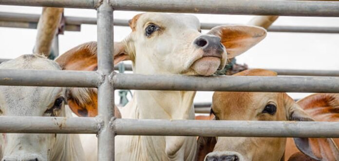 Hindu communities obstructed the movement of cows