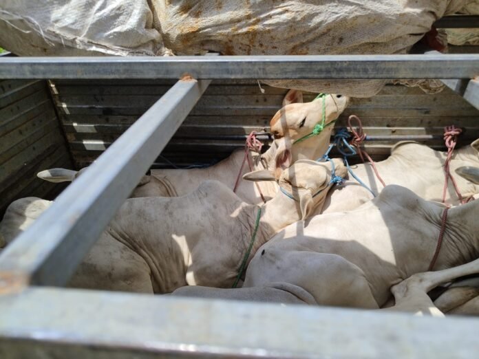 Bajrang Dal blocked the movement of cows
