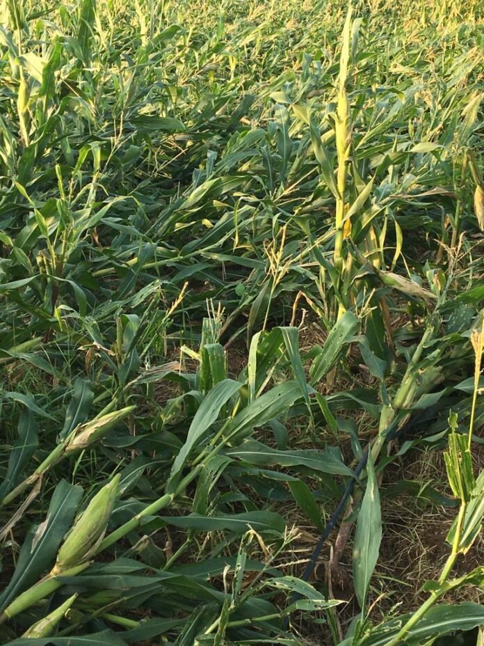 The damage left by the rain..