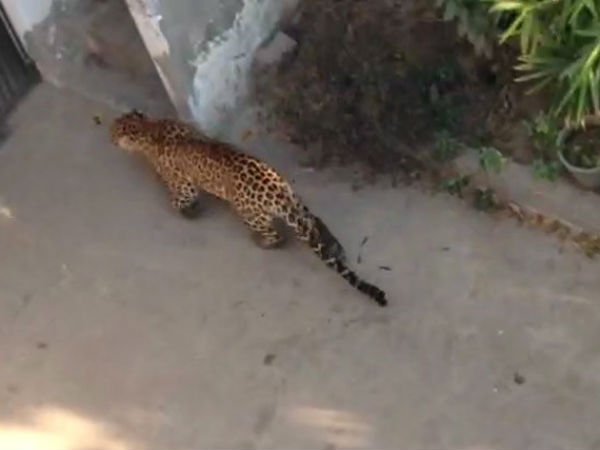 Cheetah Walk… Don't come alone Cheetah Walk… Don't come alone