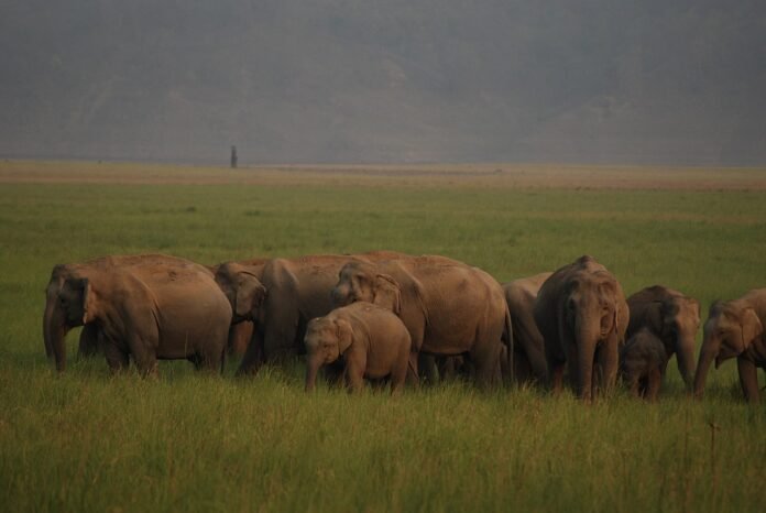 8 elephants roam freely on the crop fields