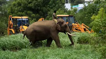 Full stop to the problem of elephants...