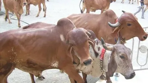 Goshalas should be established in Tirupati Devasthanam itself