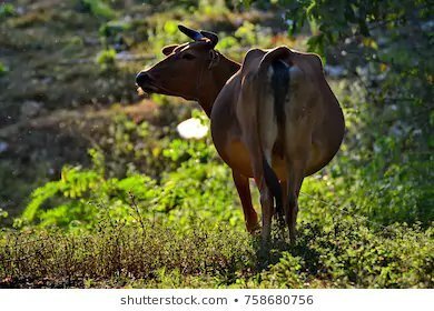 Herdsmen, cattle, dumb creatures trapped in the forest beyond the stream