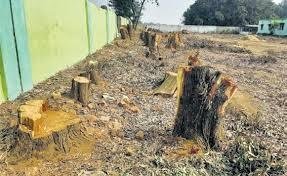 Illegal removal of trees by theft in DRDA on Sunday Illegal removal of trees by theft in DRDA on Sunday