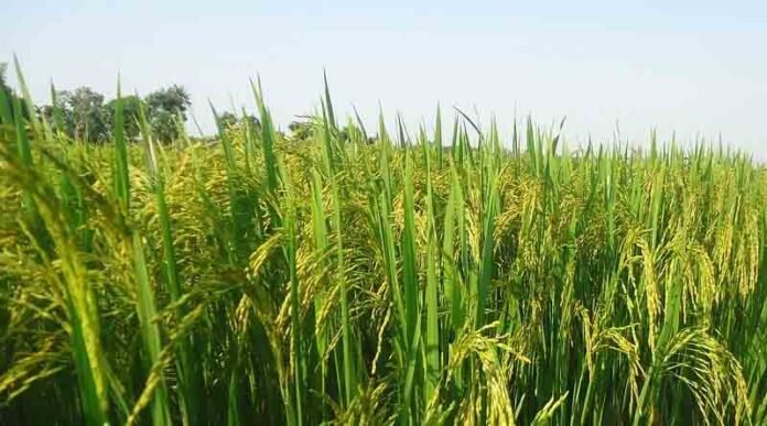 Kharif purchases from October 1