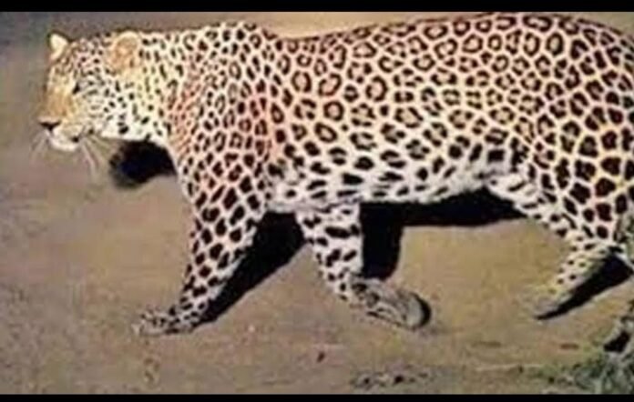 Leopard came to Kadiam Nursery Area Leopard came to Kadiam Nursery Area