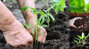 Organic fertilizers and their importance in agriculture Organic fertilizers and their importance in agriculture