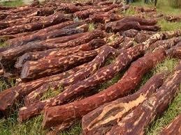 Red sandalwood smugglers in Kadapa district... Red sandalwood smugglers in Kadapa district...