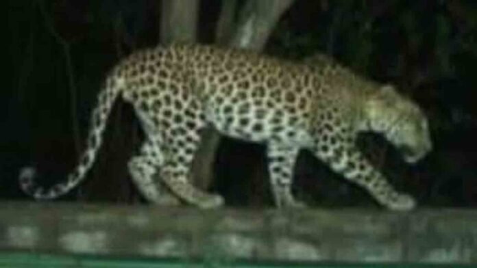 Still cheetah din't get Caught Still cheetah din't get Caught