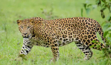 Leopard tiger migration in Mulugu district