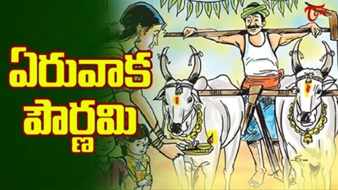 Do you know why Eruvaka Punnamini is called farmers' festival...!!