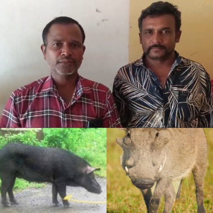If you cut a local pig scaring it wild pig If you cut a local pig scaring it wild pig