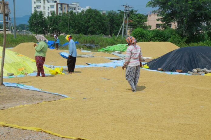 Collector inquired about cotton purchases