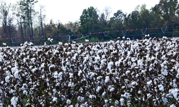 Commencement of CCI cotton procurement in Jammikunta