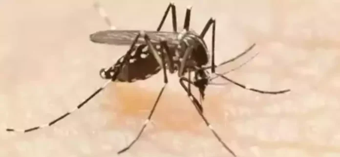 Dengue positive case registered in 9th ward Dengue positive case registered in 9th ward