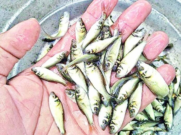 Free fish babies distribution in Paleru