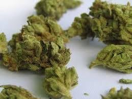 Heavy seizure of marijuana Heavy seizure of marijuana