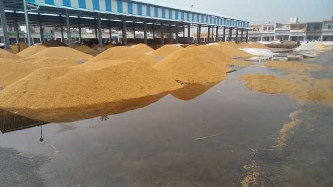 Rain soaked grain