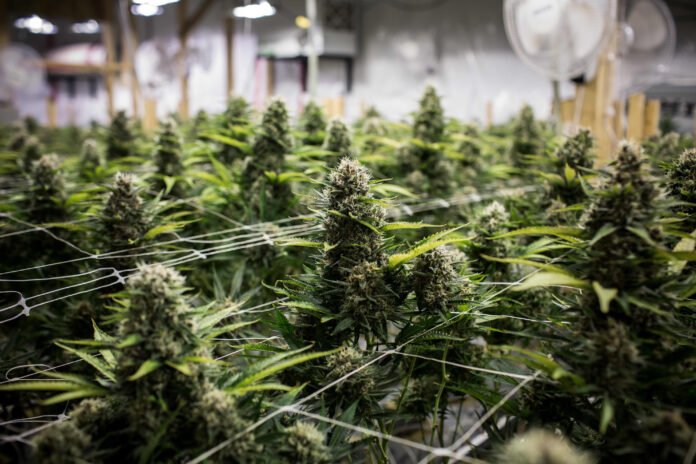 Technology to eradicate cannabis Technology to eradicate cannabis