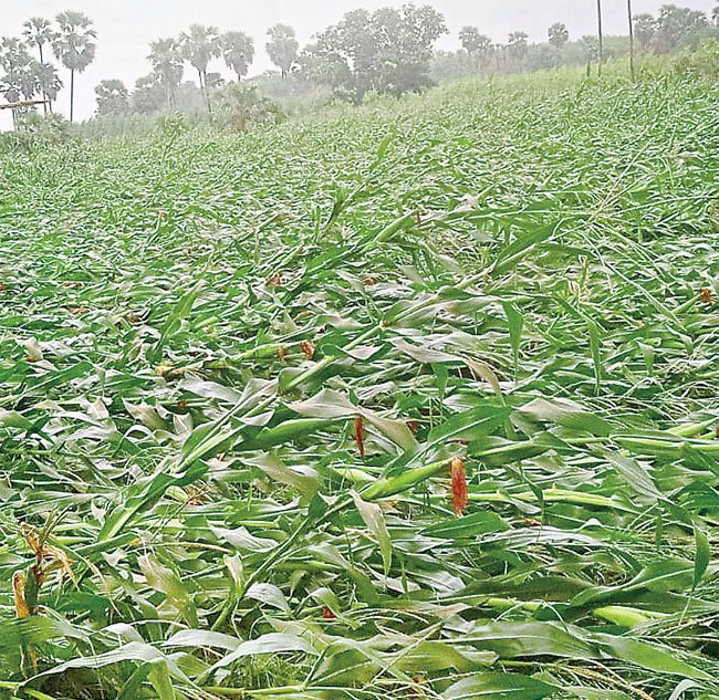 Crops destroyed by untimely rain