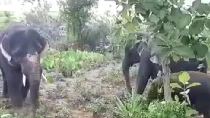 Elephant rampage in Narsipuram Elephant rampage in Narsipuram
