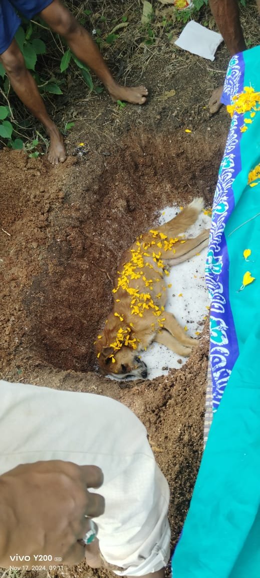Funeral for a dog