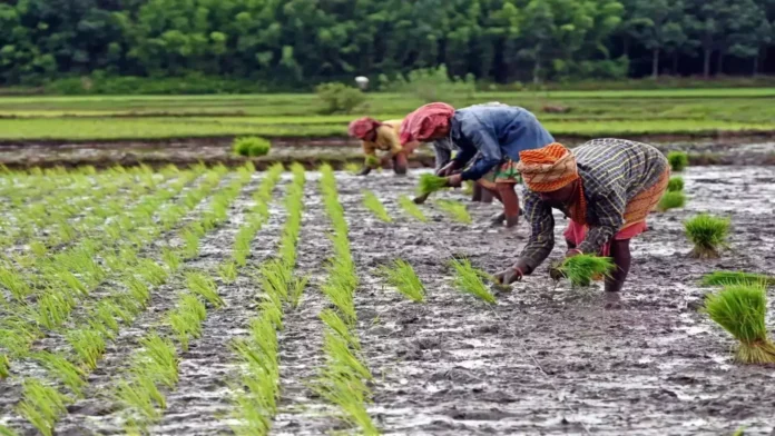 Cash deposited in farmers' accounts within 48 hours Cash deposited in farmers' accounts within 48 hours
