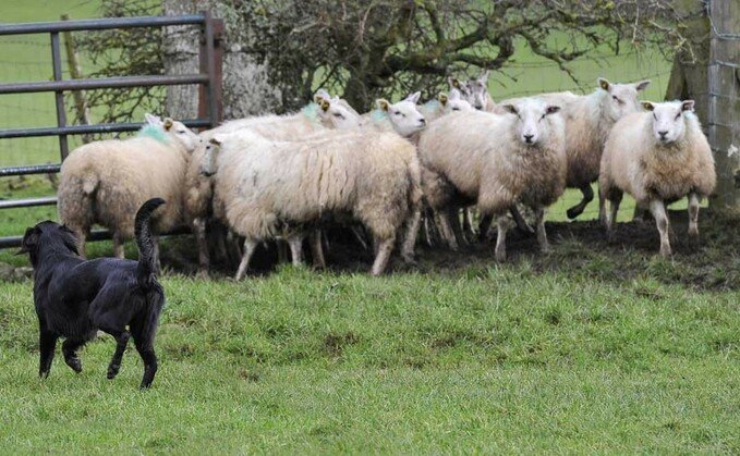 Dogs attack a flock of sheep Dogs attack a flock of sheep