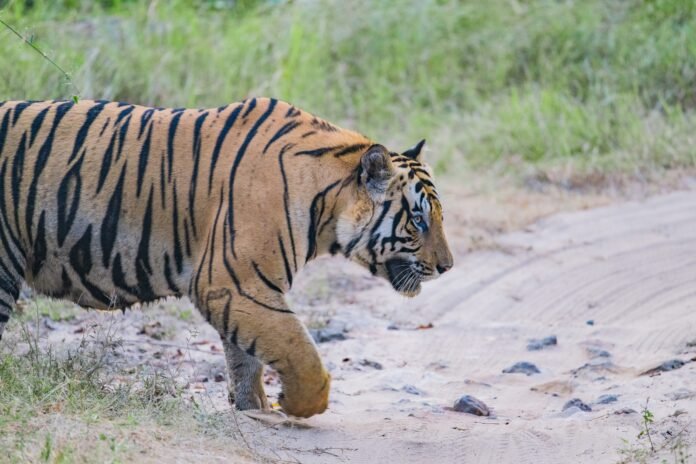 Fear of tigers in both states Fear of tigers in both states