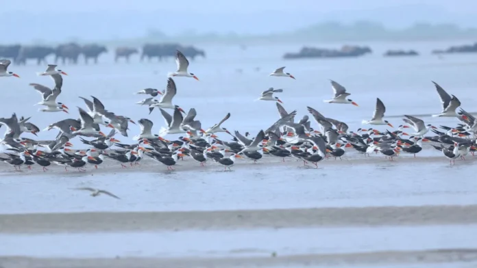 Migratory birds buzz in Kakinada Migratory birds buzz in Kakinada