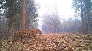 Tiger fear in Qawwal area