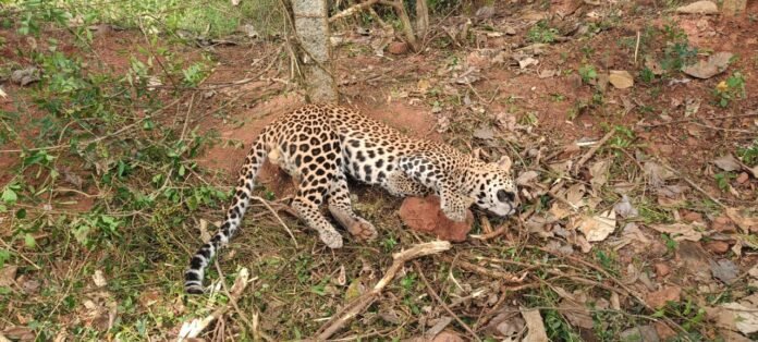 Big tiger migration in Gundaipet