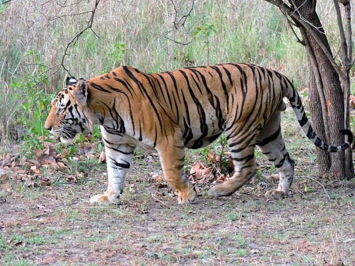 Tiger roaming in Mandamarri Mandal..Locals in panic..