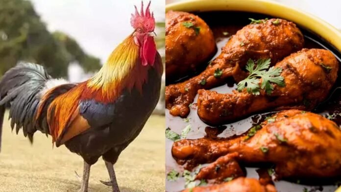 Chicken worth 40 thousand rupees bribe for loan