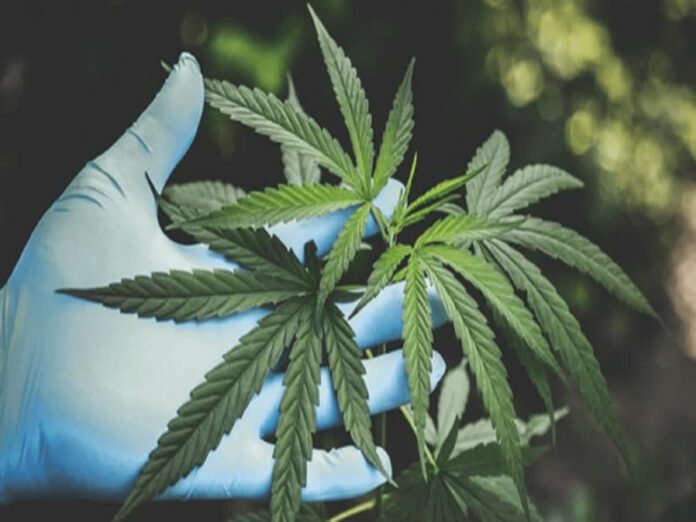 Choreographer caught red-handed with marijuana Choreographer caught red-handed with marijuana