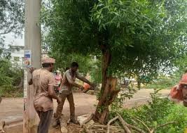 Conocarpus trees should be removed in Vemulawada Conocarpus trees should be removed in Vemulawada