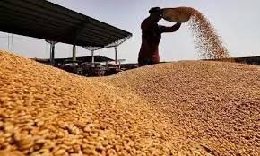 Grain money in 48 hours Grain money in 48 hours