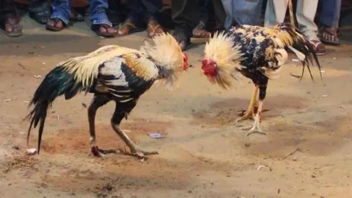 Huge demand for Pandem kollu...