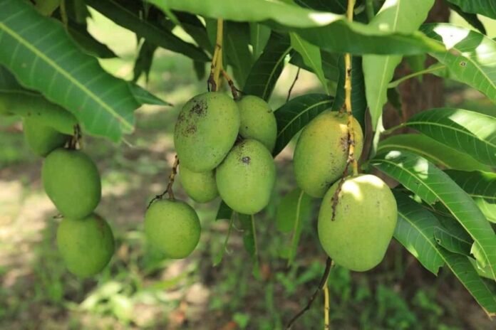 Implementation of insurance for mango crop Implementation of insurance for mango crop